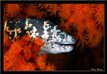 Eel at night under the bonaire peer by Chris Bacon 